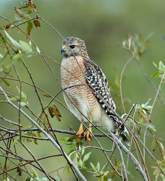 Oct 13 2017 AQ6I9922 - Free image #449273